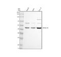 Anti-TNFRSF19 Antibody Picoband®