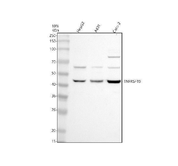 Anti-TNFRSF19 Antibody Picoband®