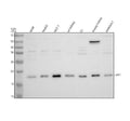 Anti-UFC1 Antibody Picoband®