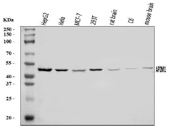 Anti-AP2M1 Antibody Picoband®