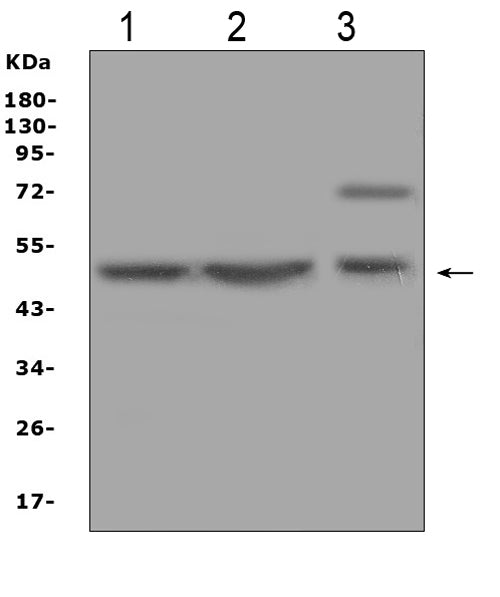 Anti-AP2M1 Antibody Picoband®
