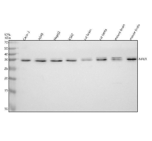 Anti-NFU1 Antibody Picoband®