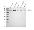 Anti-CAT2/SLC7A2 Antibody Picoband®