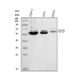 Anti-EIF3D Antibody Picoband®
