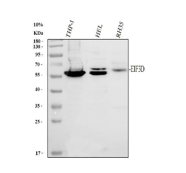 Anti-EIF3D Antibody Picoband®