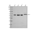 Anti-PKMYT1 Antibody Picoband®