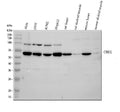 Anti-OMA1 Antibody Picoband®