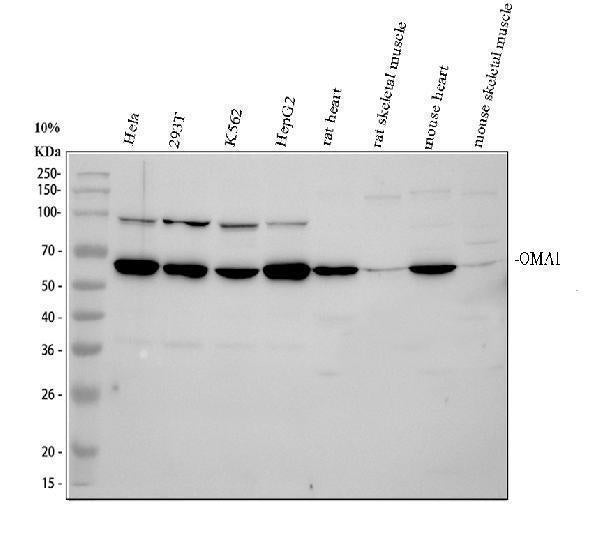 Anti-OMA1 Antibody Picoband®