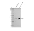 Anti-GPR35 Antibody Picoband®