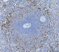 Anti-Granzyme K/GZMK Antibody