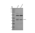 Anti-LMX1A Antibody Picoband®