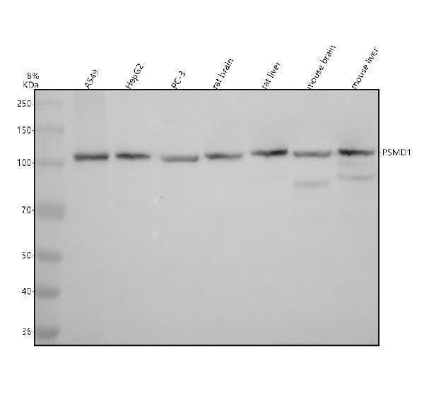 Anti-PSMD1 Antibody Picoband®