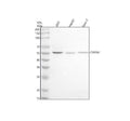 Anti-CYP2W1 Antibody Picoband®