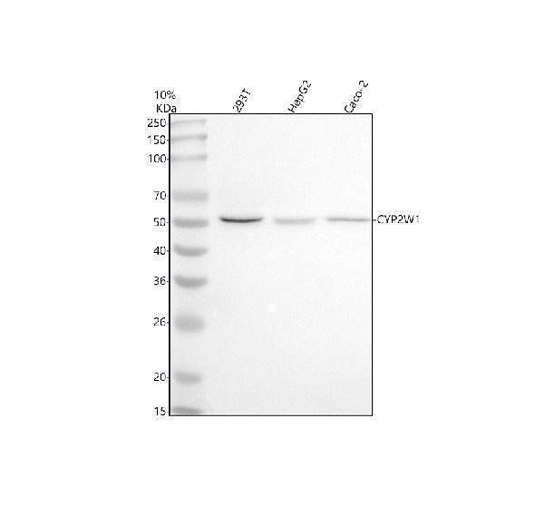 Anti-CYP2W1 Antibody Picoband®