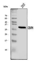 Anti-CENPH Antibody Picoband®