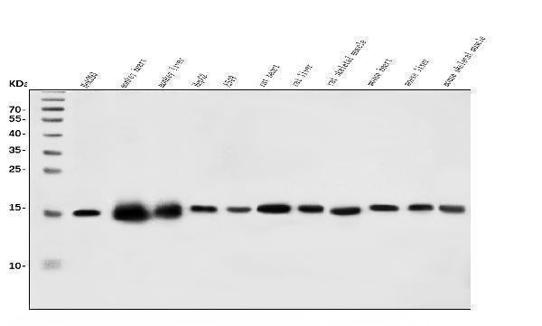 Anti-CHCHD10 Antibody Picoband®