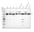 Anti-UBE3C Antibody Picoband®