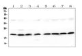Anti-SKA2 Antibody Picoband®