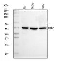 Anti-CBX2 Antibody Picoband®