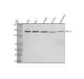 Anti-CEP135 Antibody Picoband®