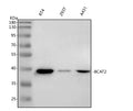 Anti-BCAT2 Antibody Picoband®