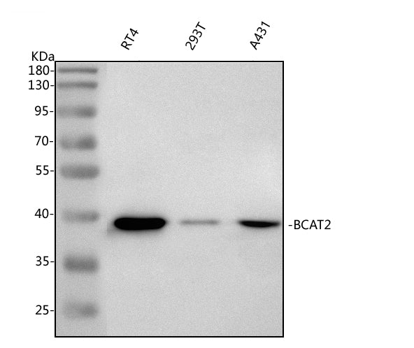 Anti-BCAT2 Antibody Picoband®