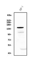 Anti-PTCH2 Antibody Picoband®
