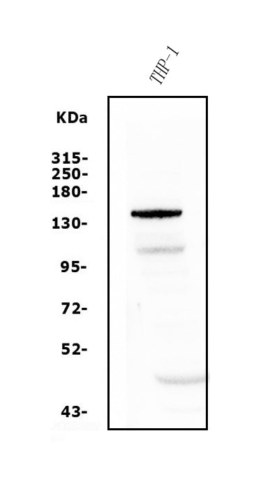 Anti-PTCH2 Antibody Picoband®