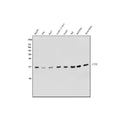 Anti-CISD2 Antibody Picoband®