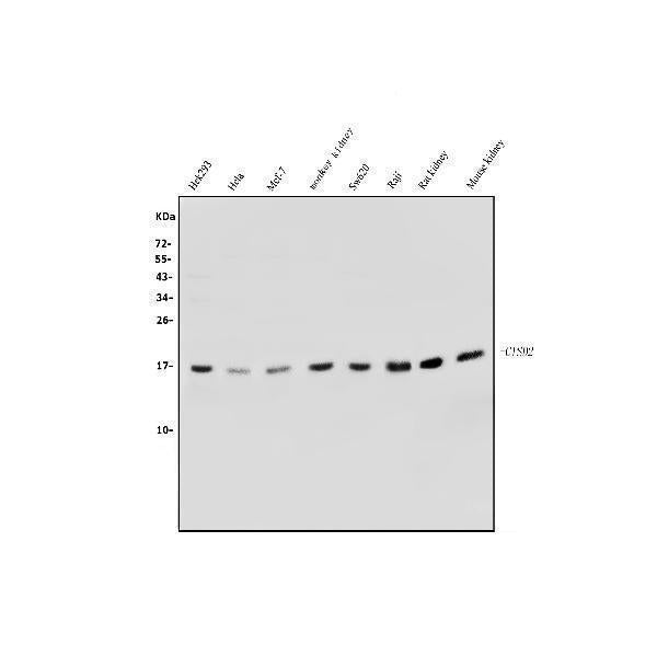 Anti-CISD2 Antibody Picoband®