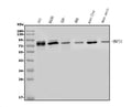 Anti-MT2-MMP/MMP15 Antibody Picoband®