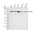 Anti-PRP4K Antibody Picoband®