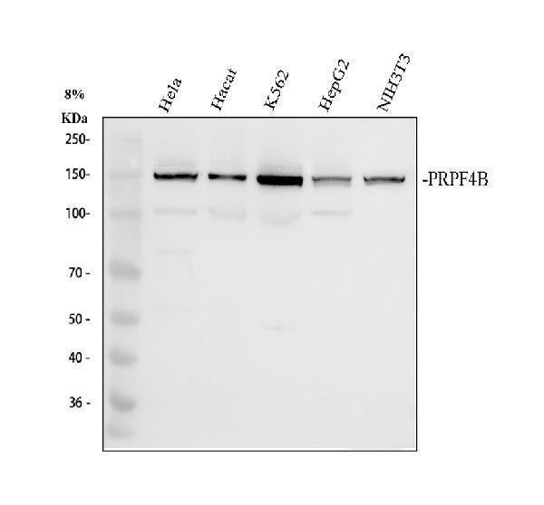 Anti-PRP4K Antibody Picoband®