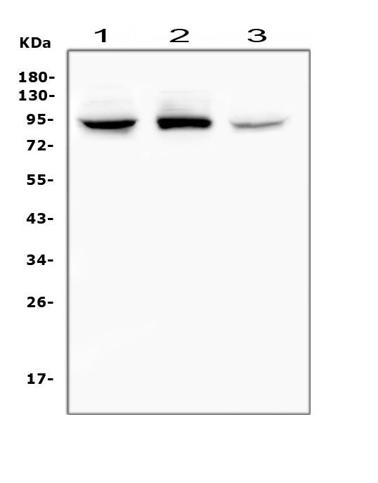 Anti-RASAL1/RASAL1 Antibody Picoband®