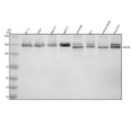 Anti-SIN3B Antibody Picoband®