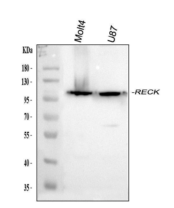 Anti-RECK Antibody Picoband®