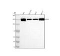 Anti-PXDN Antibody Picoband®