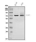Anti-IL-18R Beta/IL-18RAP Antibody Picoband®