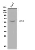 Anti-GLUT10/SLC2A10 Antibody Picoband®