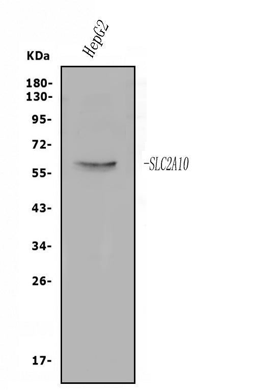 Anti-GLUT10/SLC2A10 Antibody Picoband®