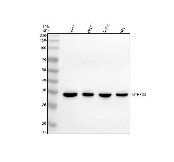 Anti-MTHFD2 Antibody Picoband®