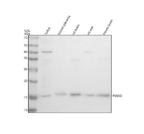 Anti-PDE6D Antibody Picoband®