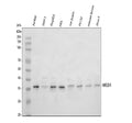 Anti-MED4 Antibody Picoband®