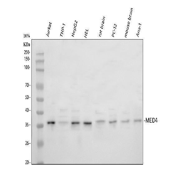 Anti-MED4 Antibody Picoband®