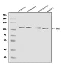 Anti-EIF3C Antibody Picoband®