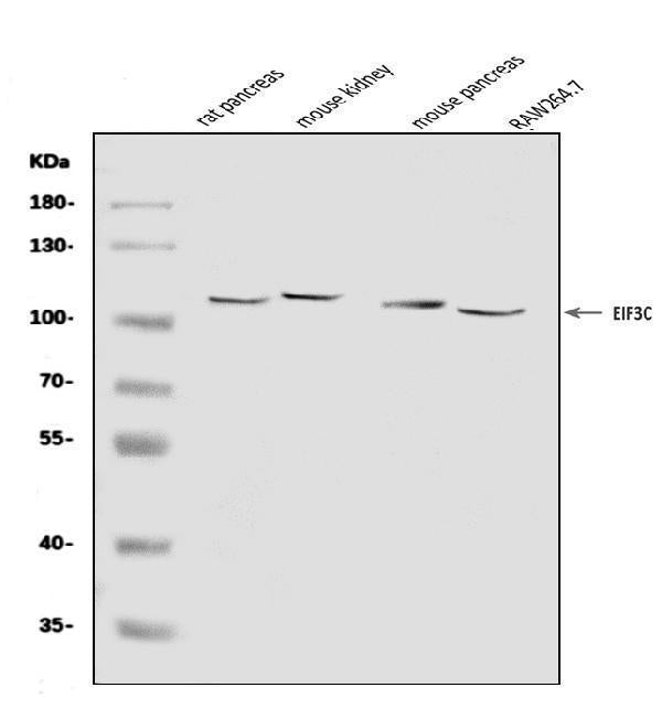 Anti-EIF3C Antibody Picoband®
