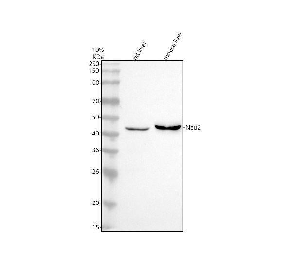 Anti-NEU2 Antibody Picoband®
