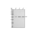 Anti-OAZ1 Antibody Picoband®