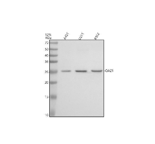 Anti-OAZ1 Antibody Picoband®