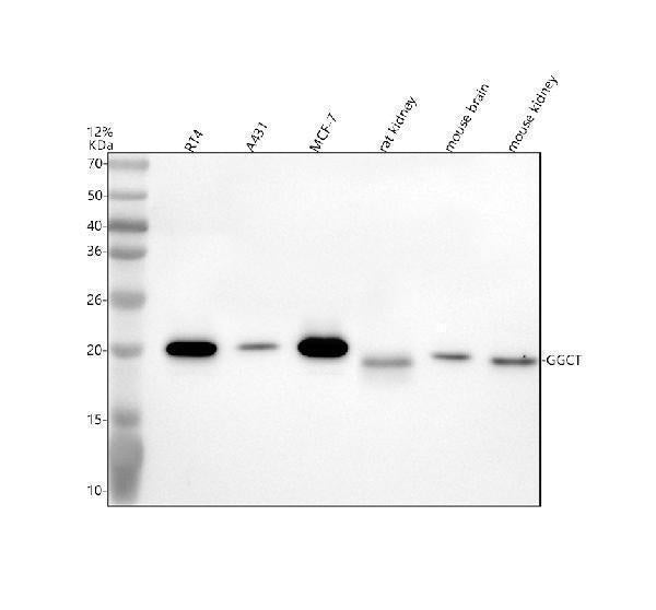 Anti-GGCT Antibody Picoband®